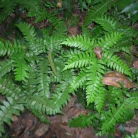 Adiantum latifolium Lam.